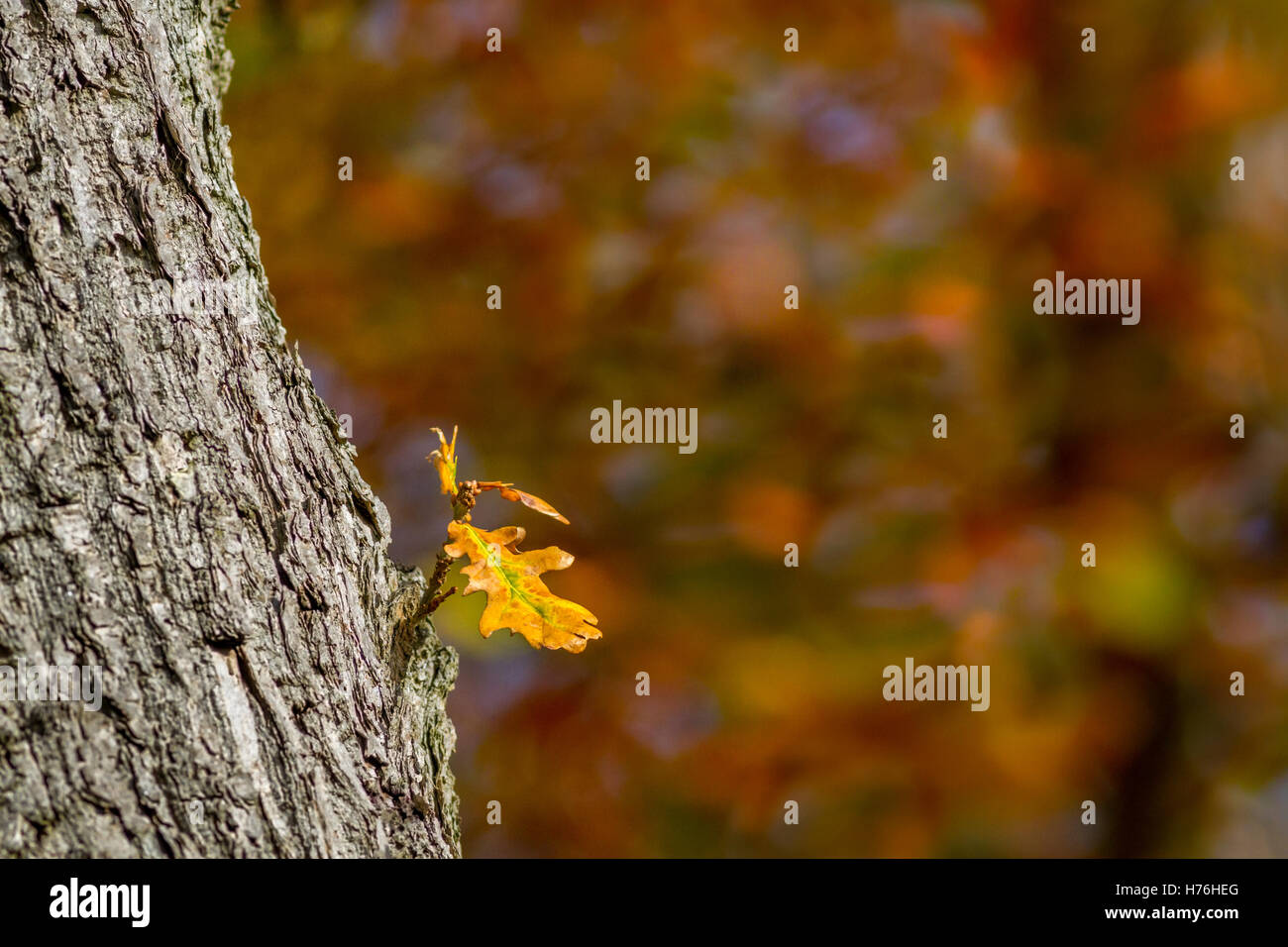 Isolated oak leaf changing colour in autumn sunshine, Yorkshire, UK Stock Photo