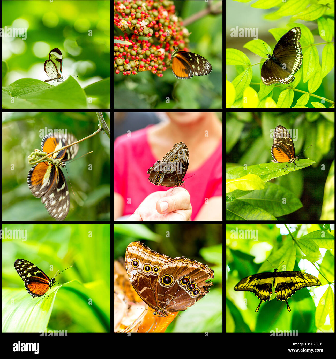 Collage insect butterfly on green colored background macro Stock Photo
