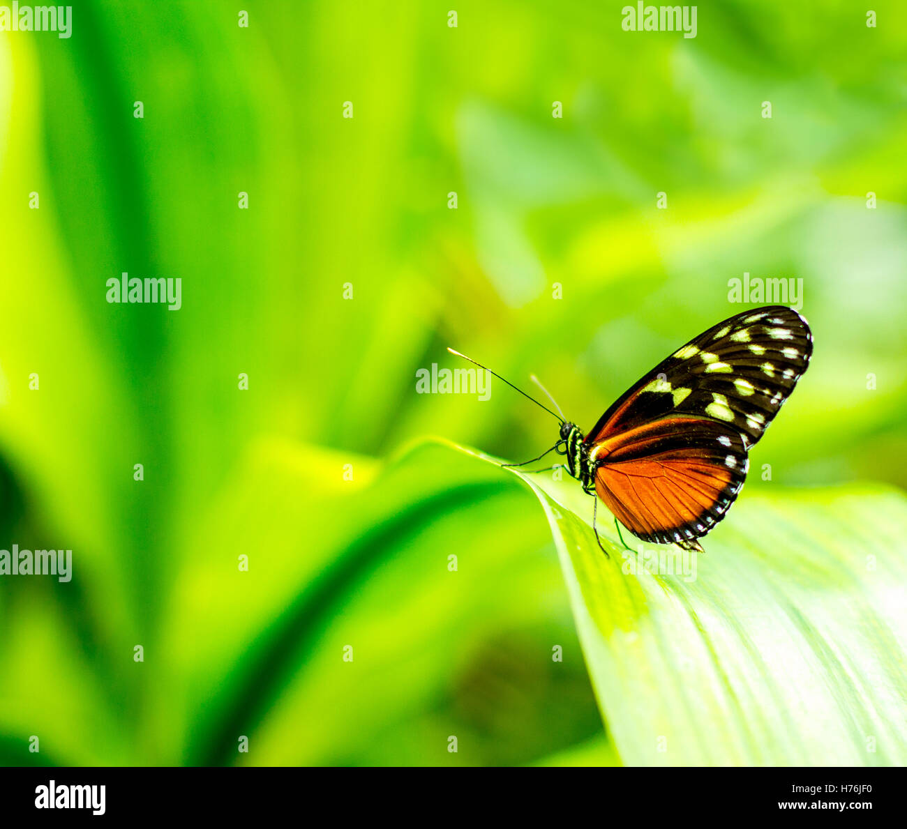 Morpho achilles butterfly portrait with bokeh blurred Stock Photo