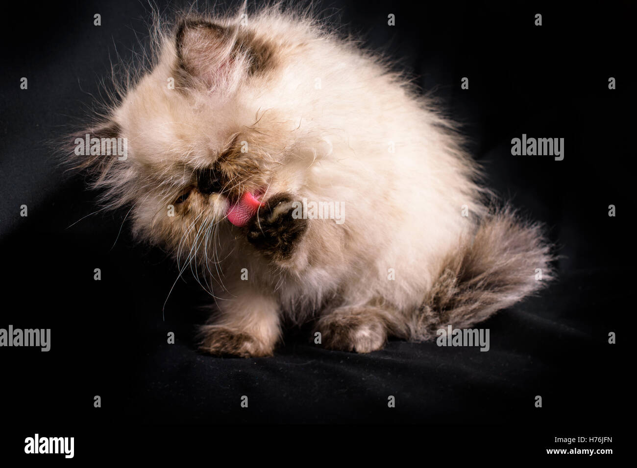A young, two month old Blue Point Himalayan Persian kitten cleaning itself on a black background Stock Photo