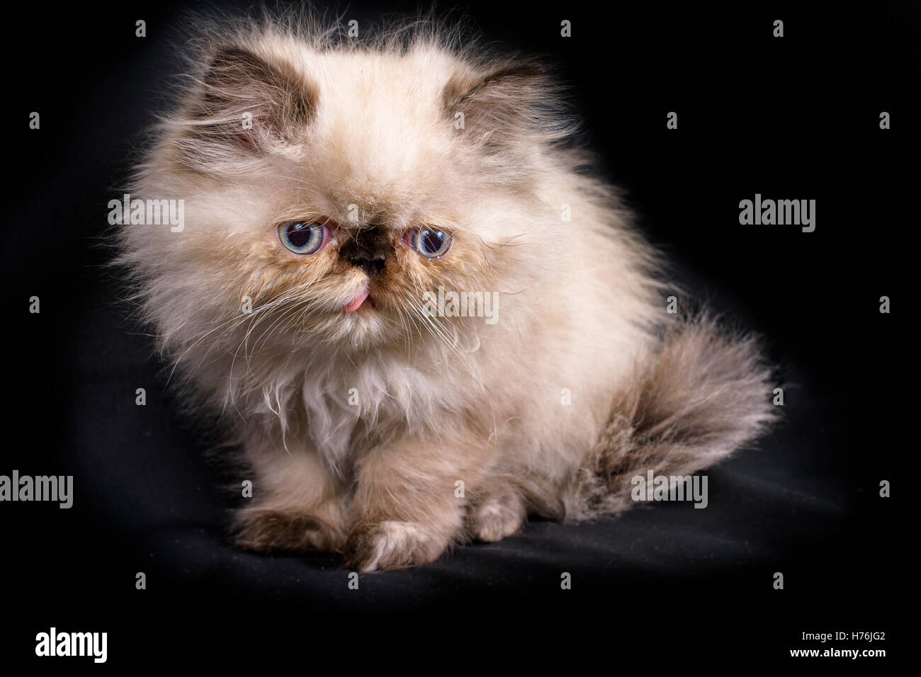 A young, two month old Blue Point Himalayan Persian kitten on a black background Stock Photo