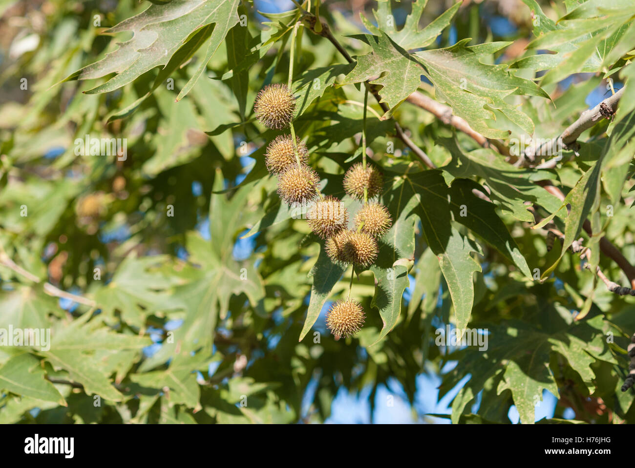 Fruits of the sycamore tree on the branch closeup. Green foliage and blue sky as a background. Stock Photo