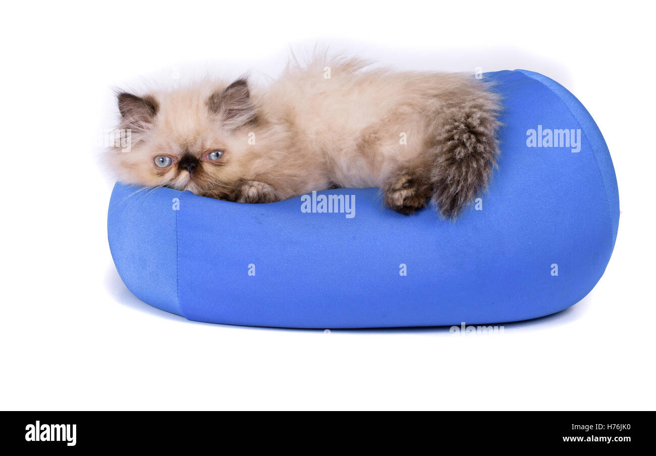 A young, two month old Blue Point Himalayan Persian kitten on a blue pillow isolated on white Stock Photo