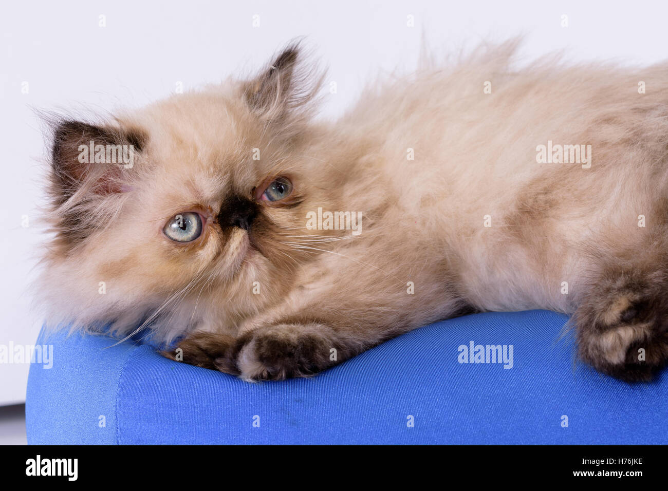 Grey himalayan cheap kitten