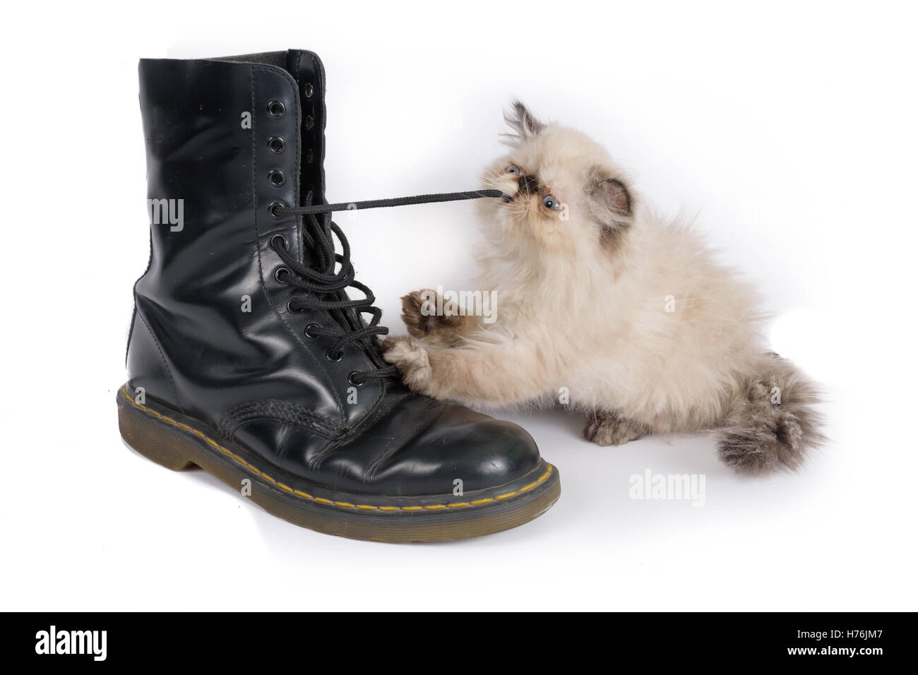 Cat playing with a boot and its laces - A two month old Blue Point Himalayan Persian kitten in play Stock Photo
