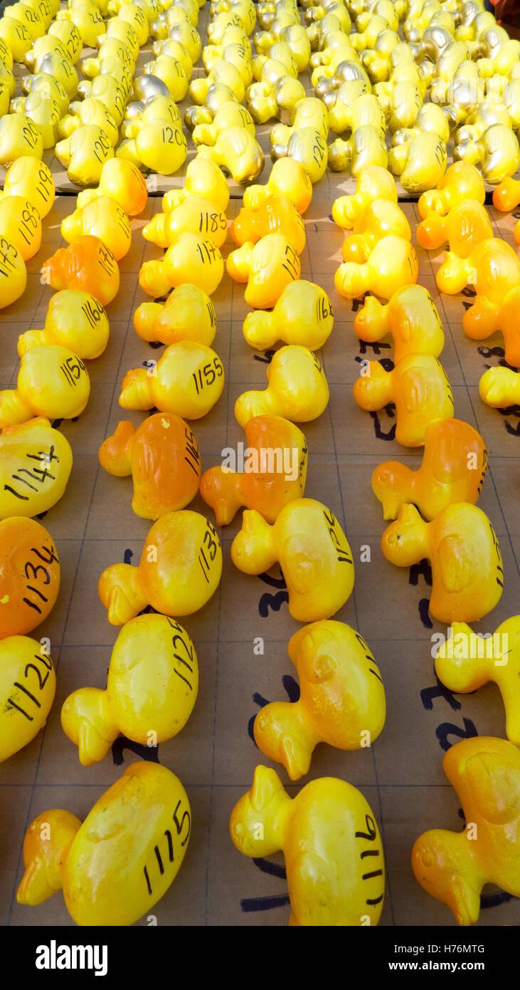 Plastic ducks ready for duck race event Stock Photo