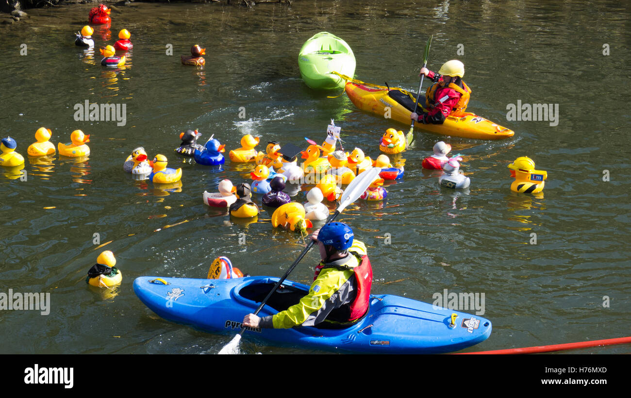 Canoeists managing ducks in duck race event Stock Photo