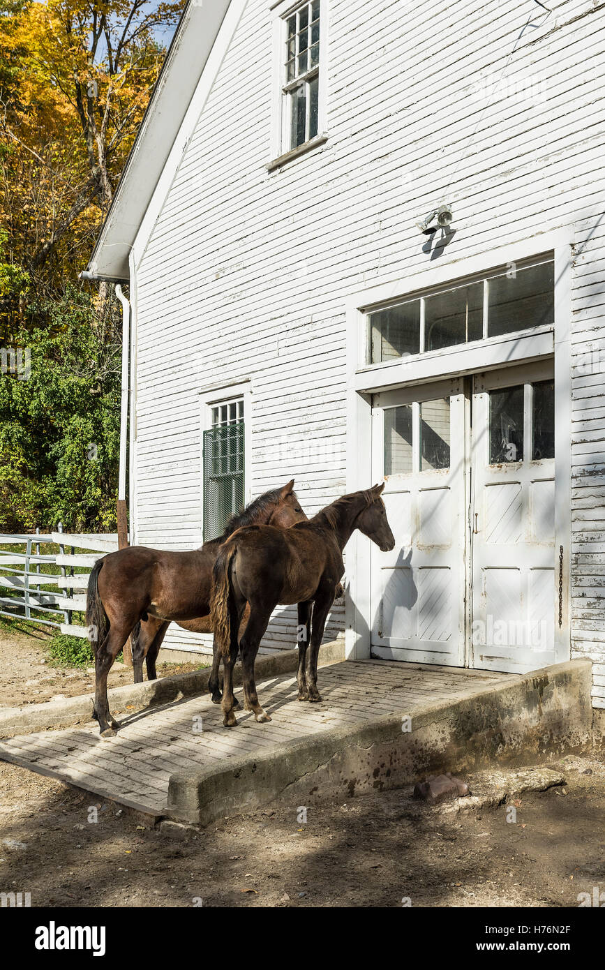 horses vermont hires stock photography and images Alamy