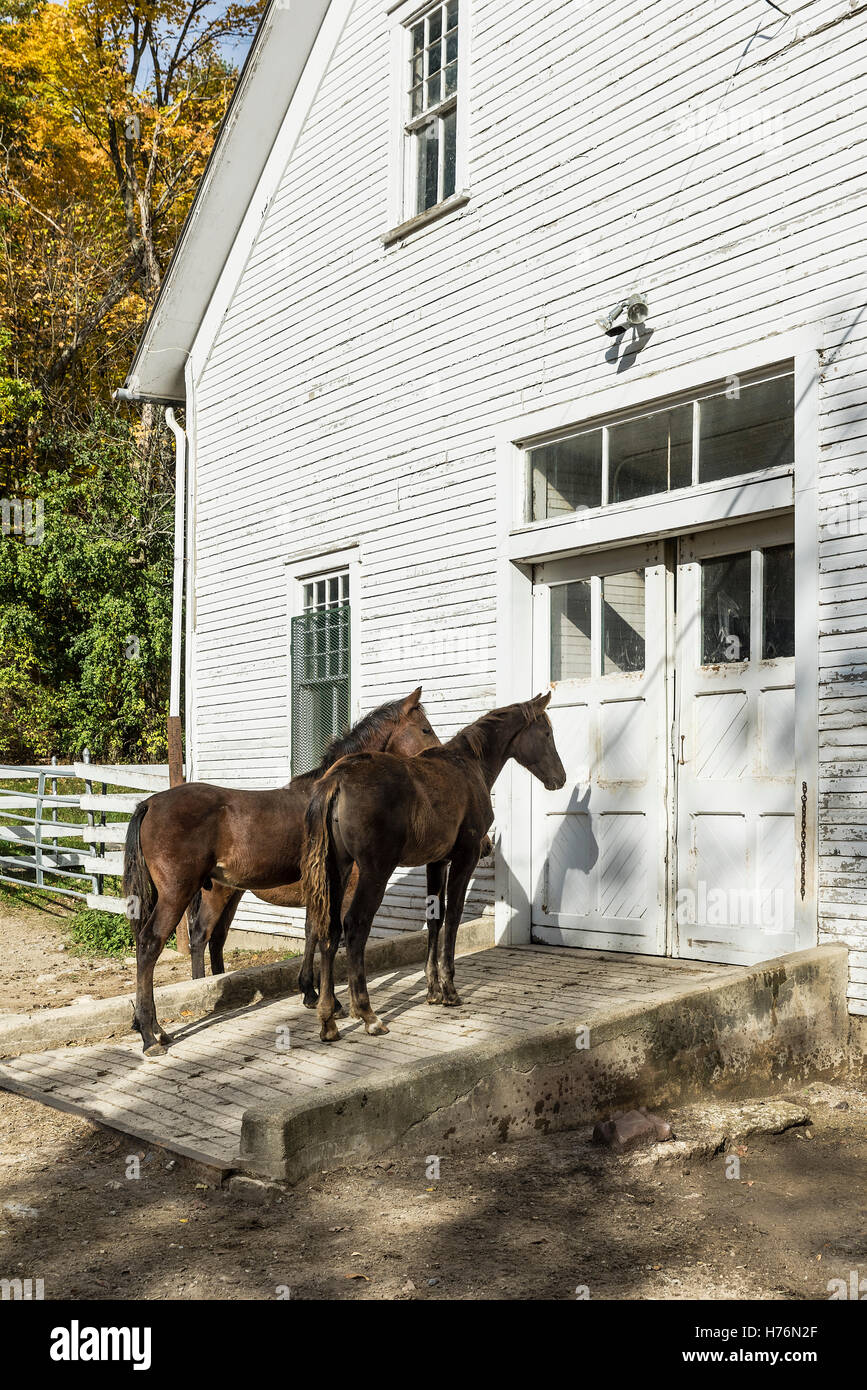 Two colts at the UVM Morgan Horse Farm, Weybridge, Vermont, USA. Stock Photo