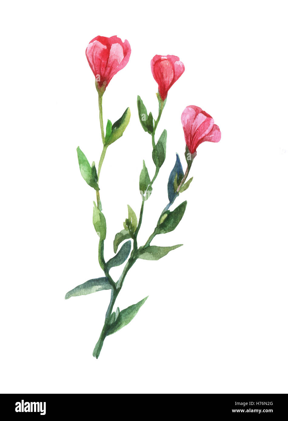 Red Lein, flowering flax, red flax, scarlet flax, crimson flax(Linum grandiflorum). Watercolor illustration on white background. Stock Photo