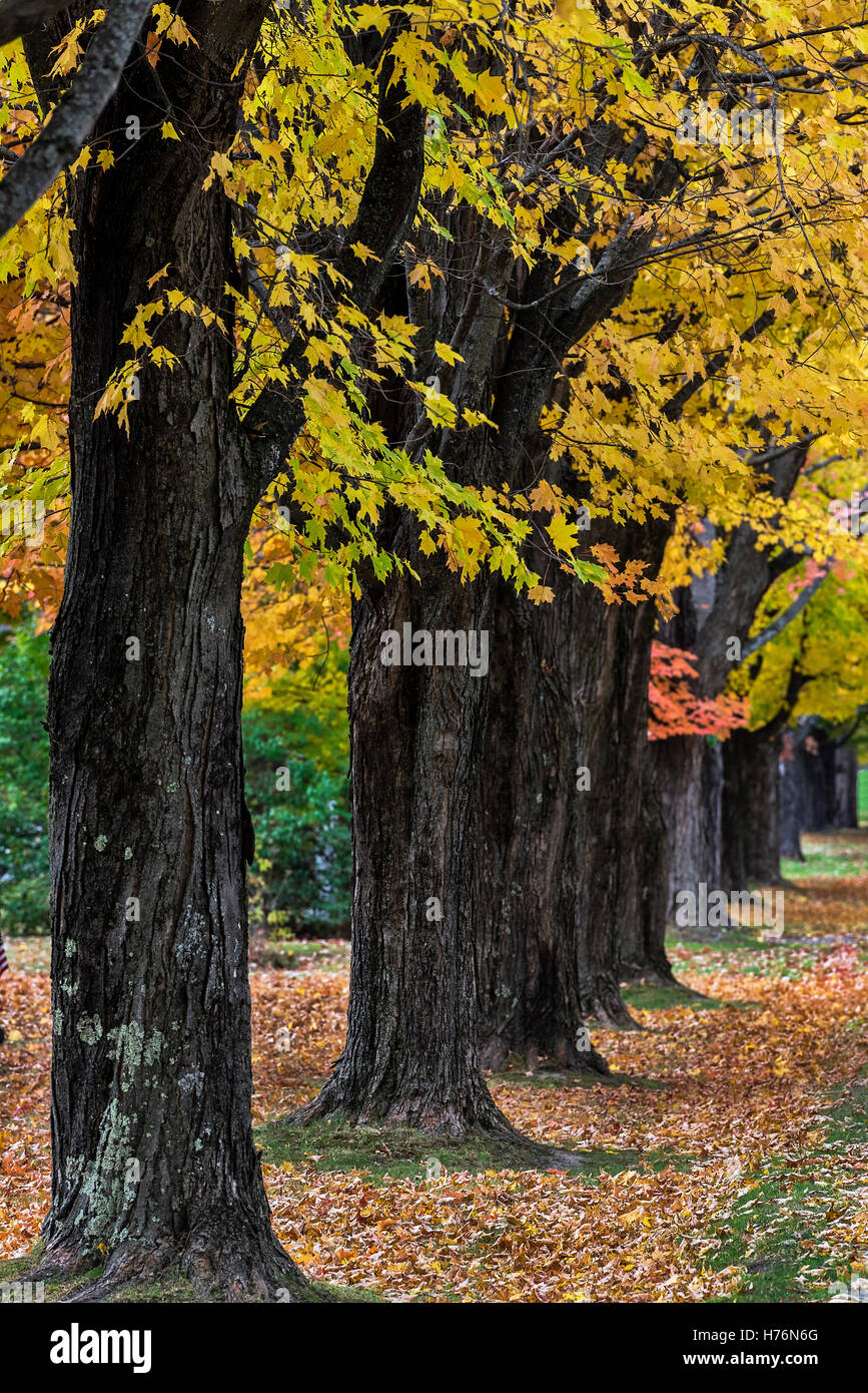 Colorful row of roadside maple trees, Vermont, USA. Stock Photo