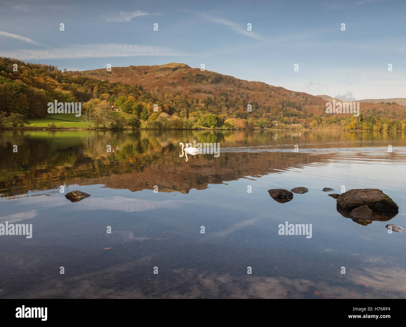 Swans on Grasmere in autumn in the English Lake District national park Stock Photo