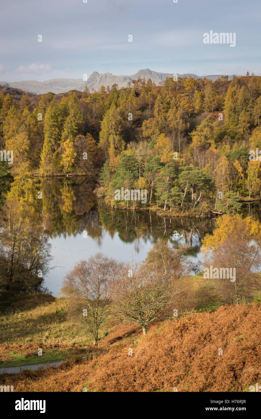 Tarn Hows and the Langdale Pikes in autumn in the English Lake District national park, Cumbria, England, UK Stock Photo
