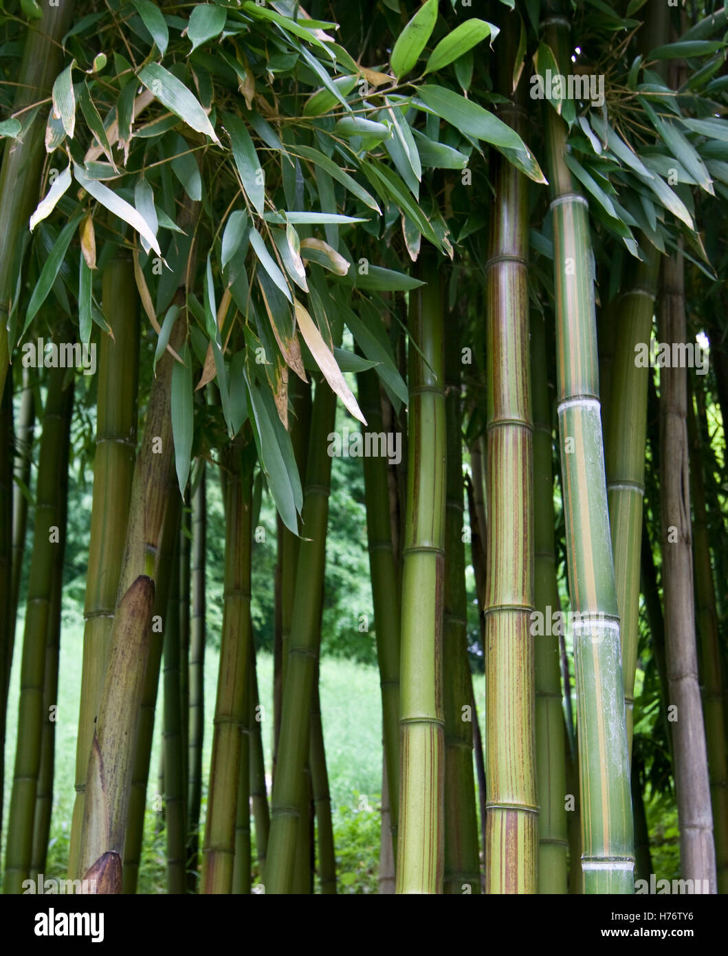 Wald aus grünen Bambus-Stangen, Bambusblätter, green Bamboo densely grown, with green bamboo leaves Stock Photo