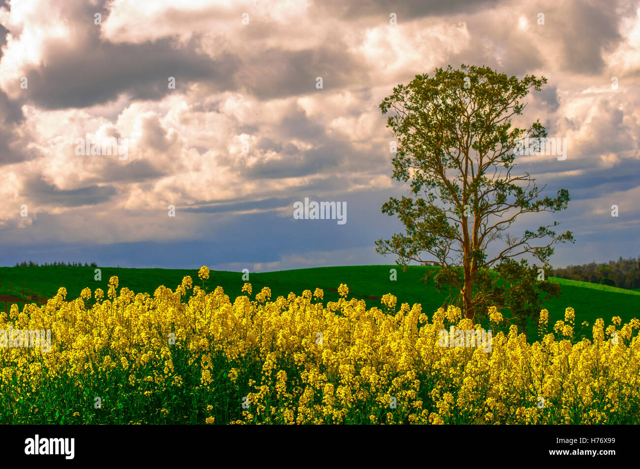 raps plantations in Chile. Stock Photo
