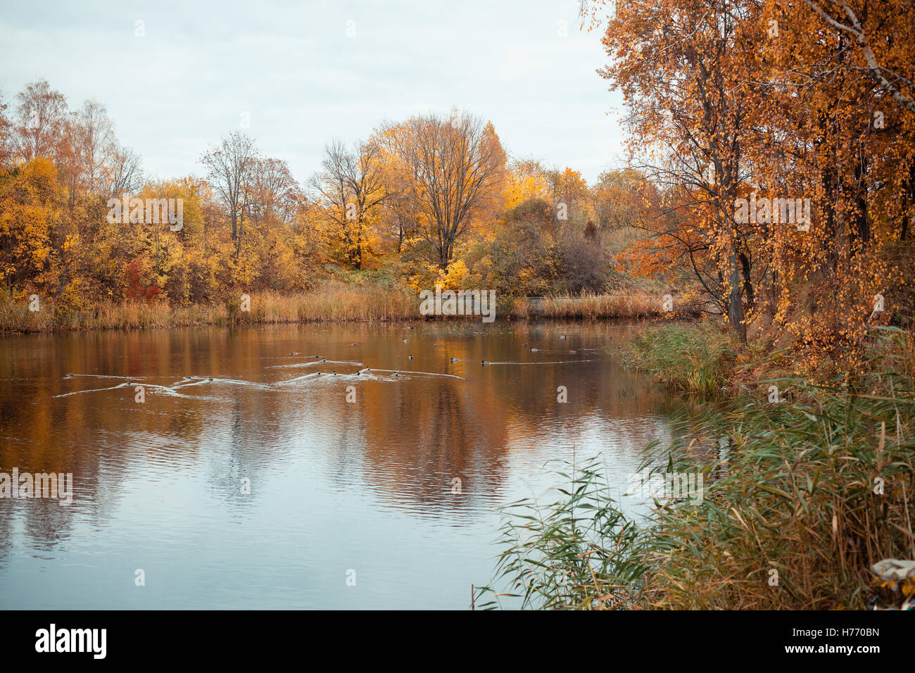 Autumn landscape with river Stock Photo - Alamy