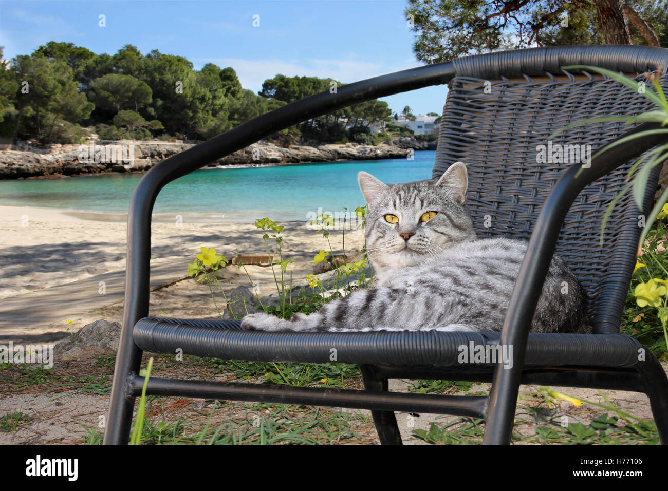 domestic cat, silver tabby, male, lying on a black garden chair at a bay Stock Photo
