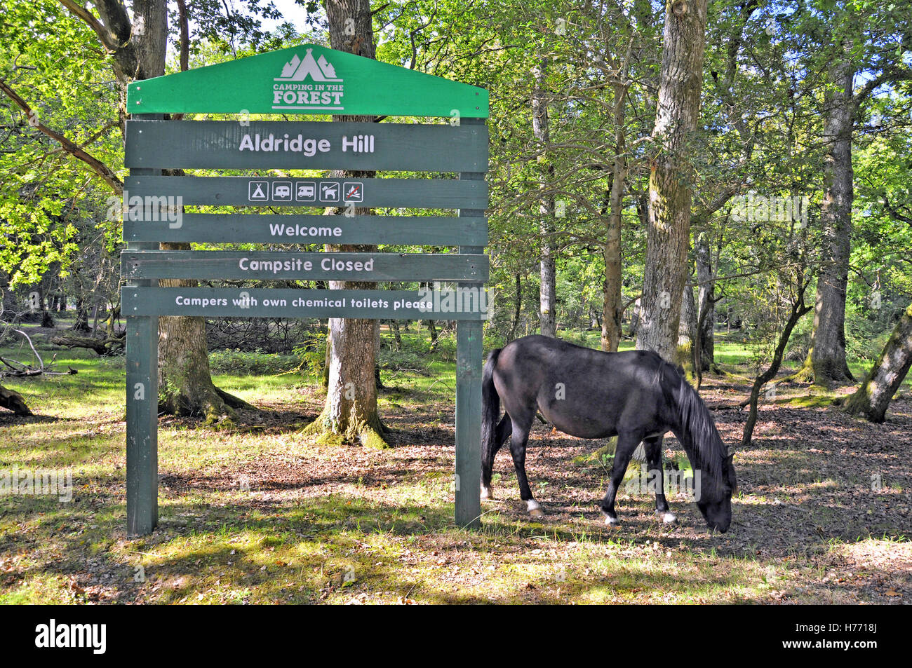 Signboard and New Forest Pony at Aldridge Hill in the New forest National Park, Hampshire, England. Stock Photo