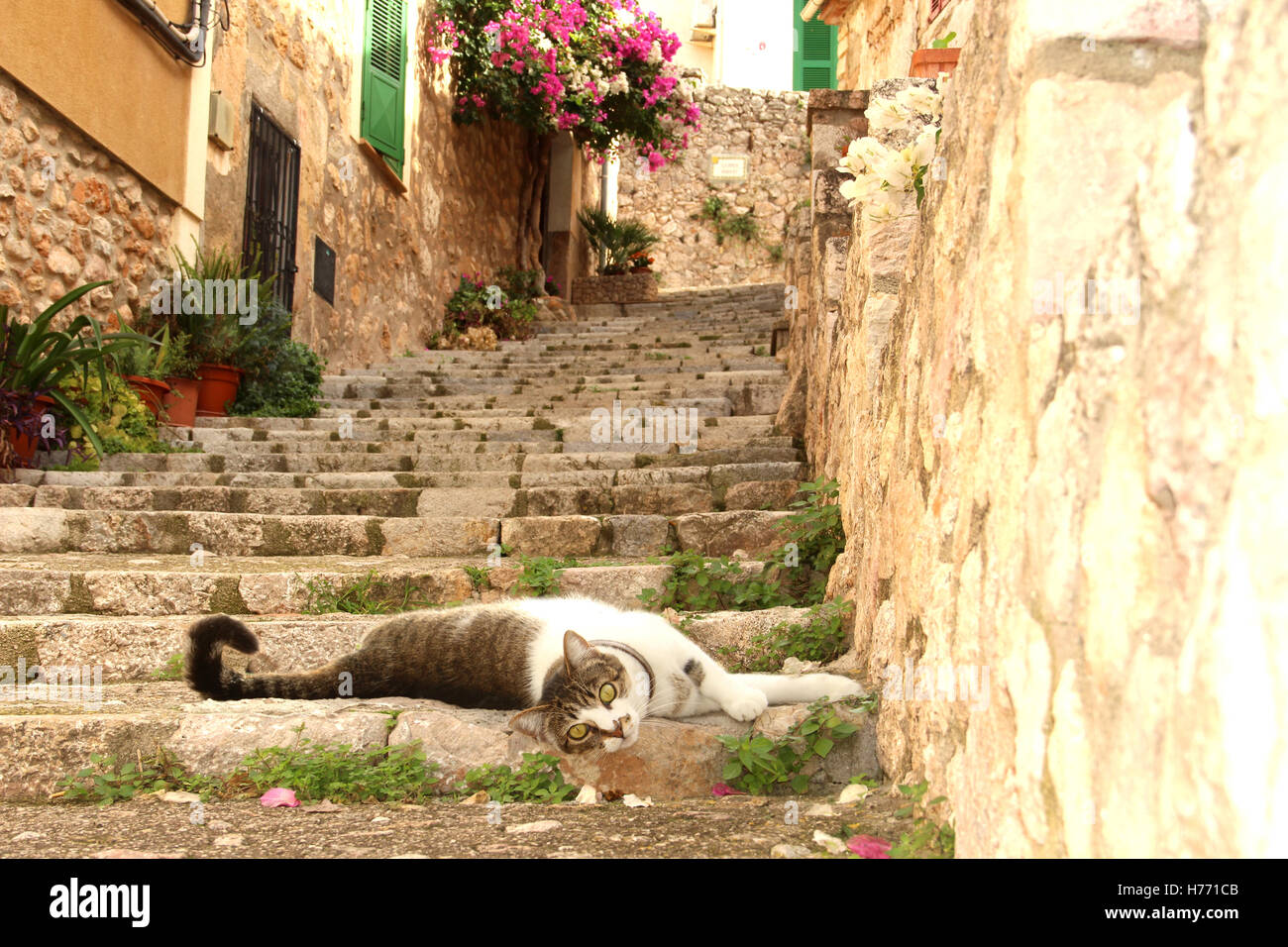 domestic cat, black tabby white, lying on stone steps in the romantic alley of Bunyola, Mallorca Stock Photo