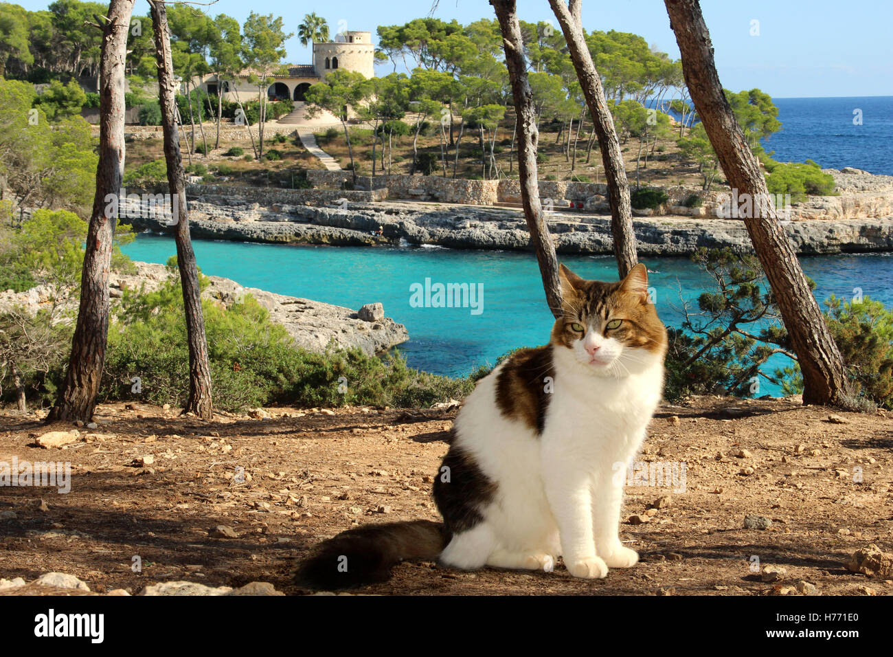 Longhaired White Cat High Resolution Stock Photography and Images - Alamy