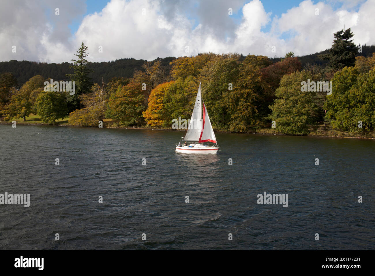 Yacht sailing along the eastern bank of Windermere with trees in Autumn colours Lake District Cumbria England Stock Photo