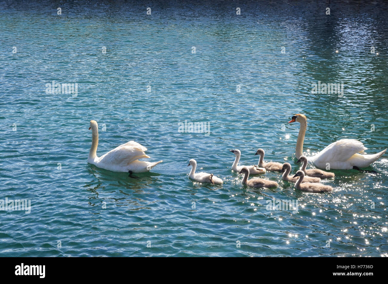 A swan family swimming into crisp waters of a lake Stock Photo