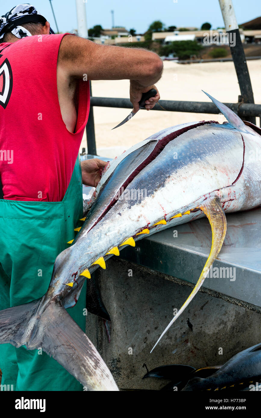 Ascension island wharf, man butchering fresh landed yellowfin tuna ...