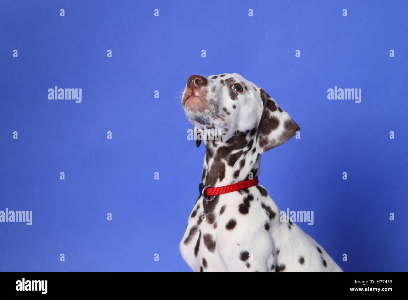 Dalmation puppy on blue background. Shot in studio Stock Photo - Alamy