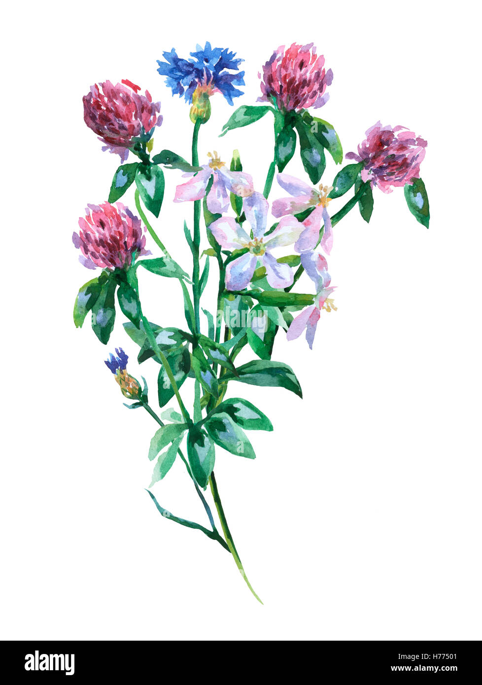Blue cornflower, saponaria and pink clover shamrock bouquet. Watercolor hand painting illustration on isolate white background. Stock Photo