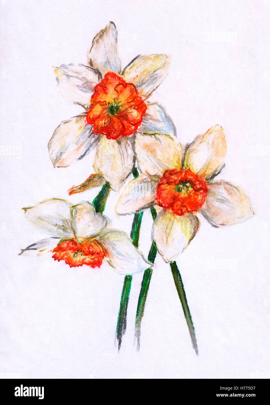Bouquet of narcissus (daffodils). Pastel drawing on white background. Stock Photo