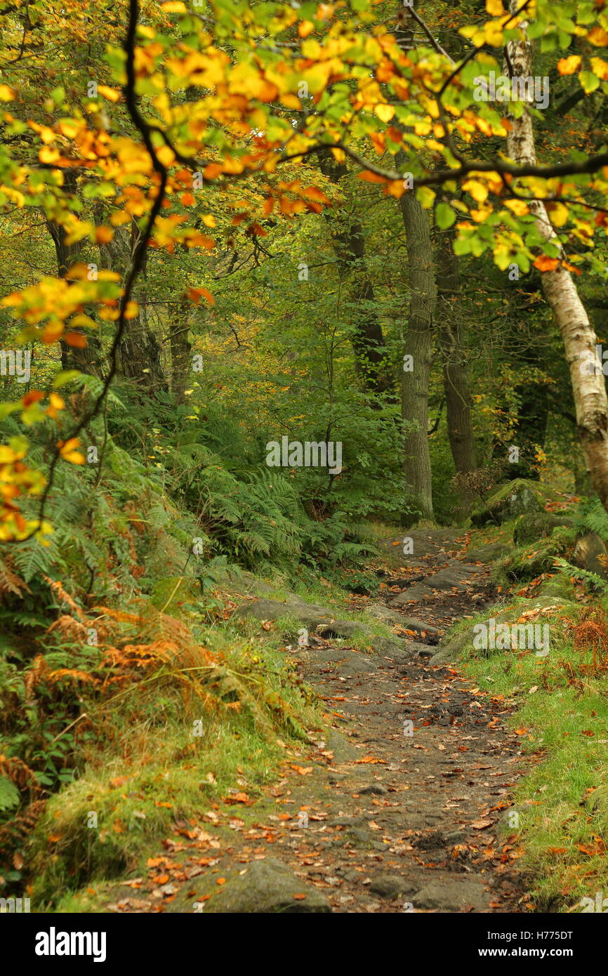 A footpath through autumnal woodland featuring silver birch (betula pendula) and beech (fagus sylvatica) Derbyshire, England UK Stock Photo