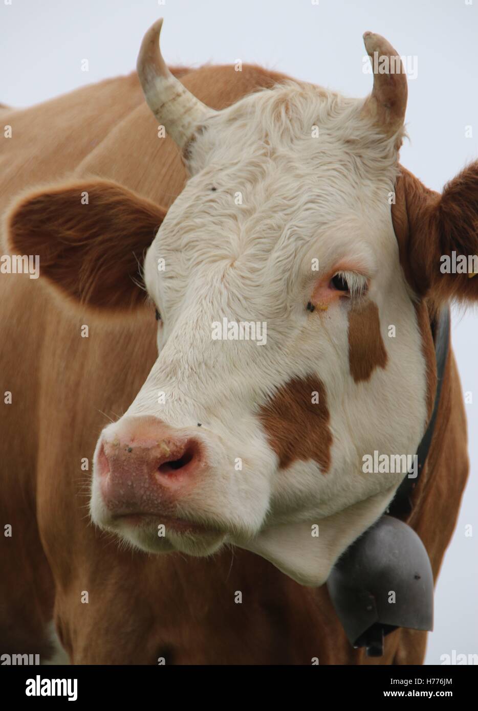 Simmental Cow and cowbell on Mannlichen above Wengen, Switzerland Stock Photo