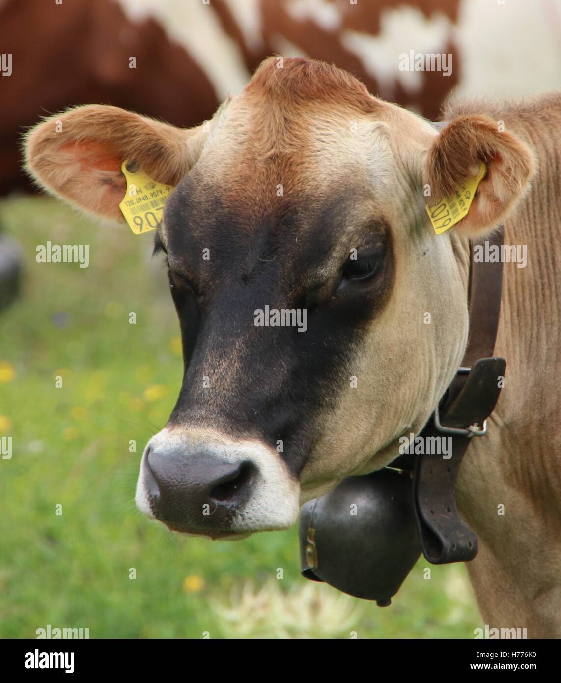 Brown Swiss Cow Stock Photo Alamy