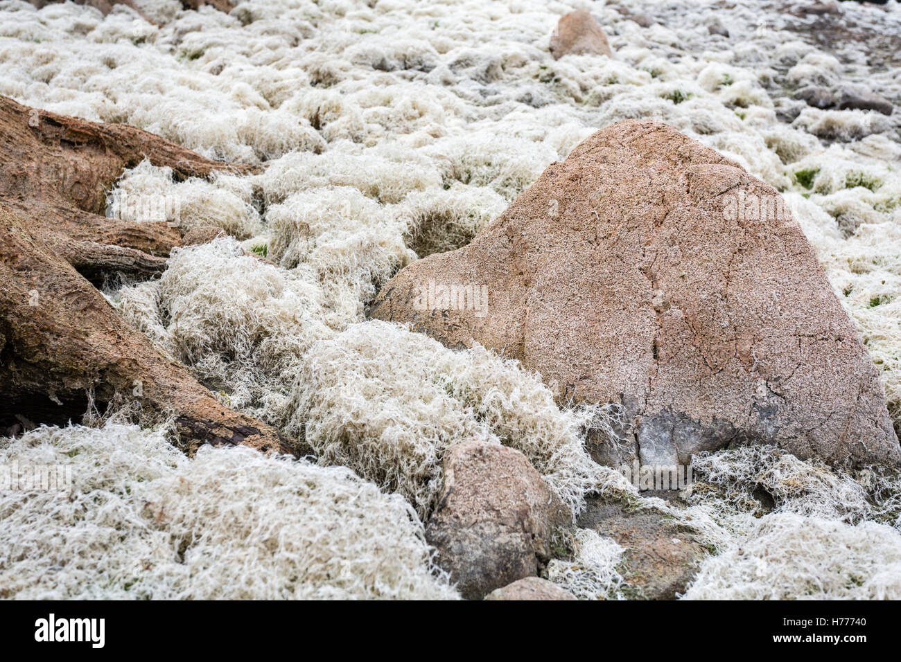 Big rock, Stone, Dried out lake, Gosau, Dachstein region, Upper Austria ...