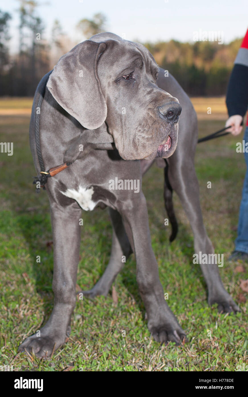 Blue Great Dane outside on a leash with someone holding it Stock Photo