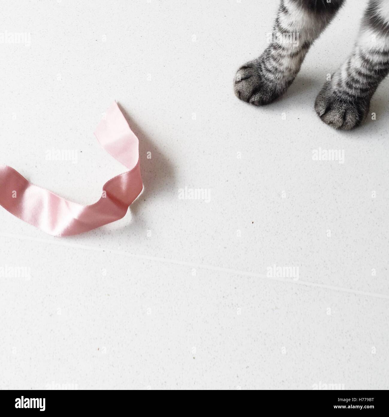 Cat's paws and a ribbon Stock Photo