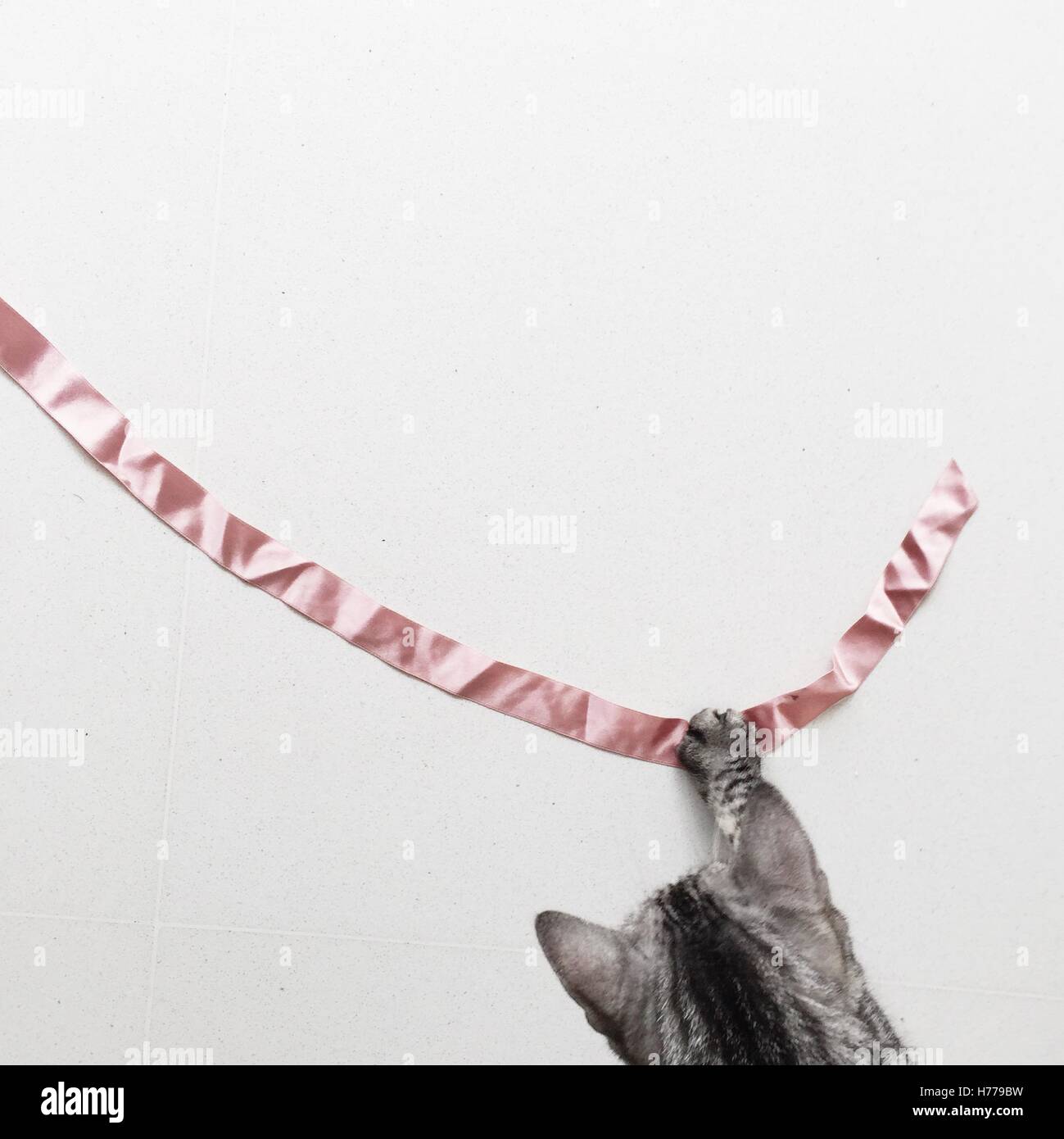 Cat playing with a ribbon Stock Photo
