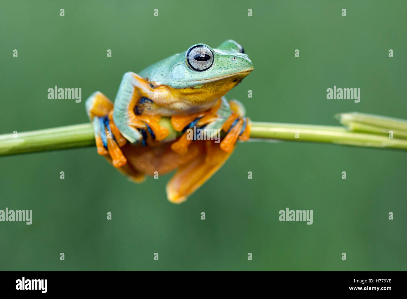 Javan tree frog hi-res stock photography and images - Alamy