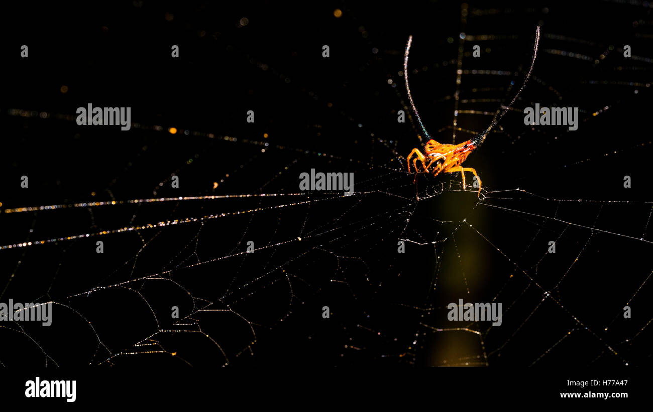 Long horned Spider in spider web, Thailand Stock Photo