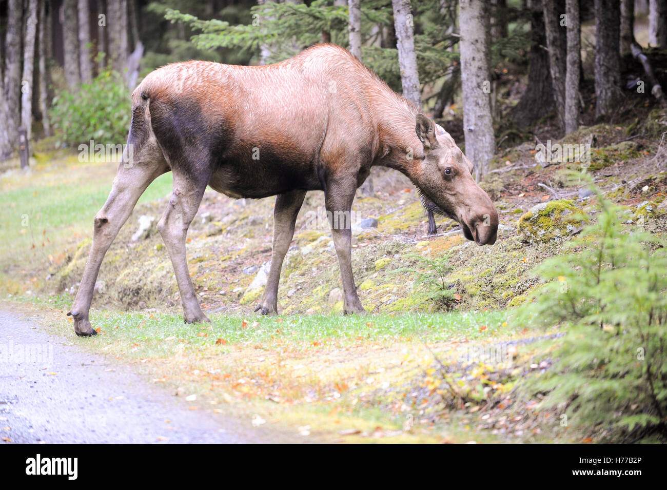 Moose cow walking in forest, haines, Alaska, United States Stock Photo