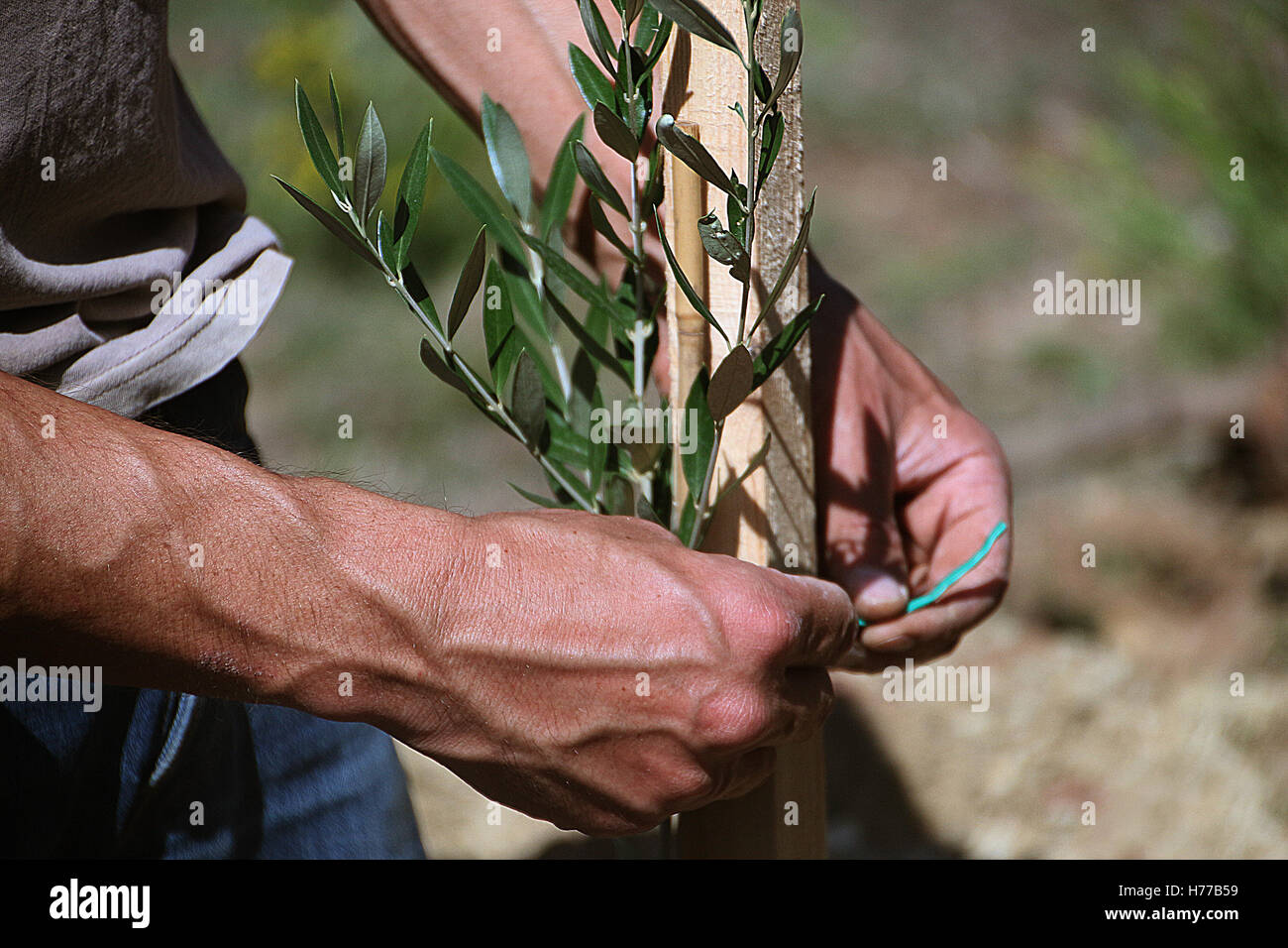 Closeup of man's hands planting olive trees Stock Photo Alamy