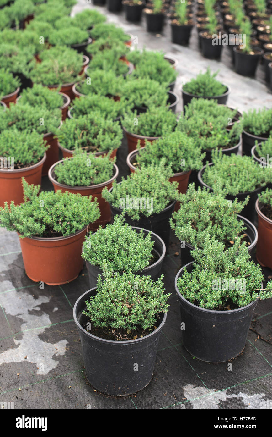 Rosemary plant pots in a row Stock Photo