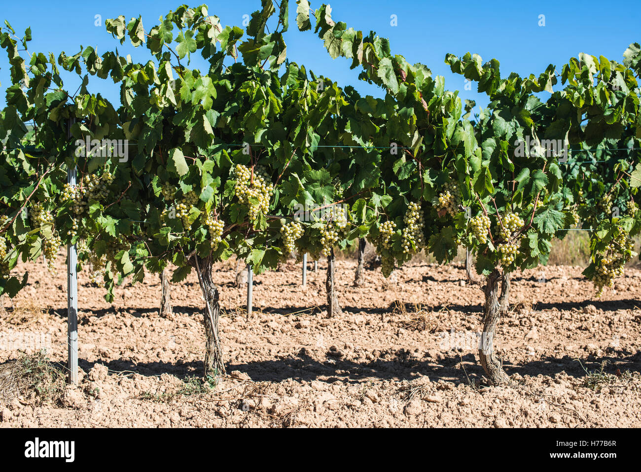 Vines in a vineyard Stock Photo