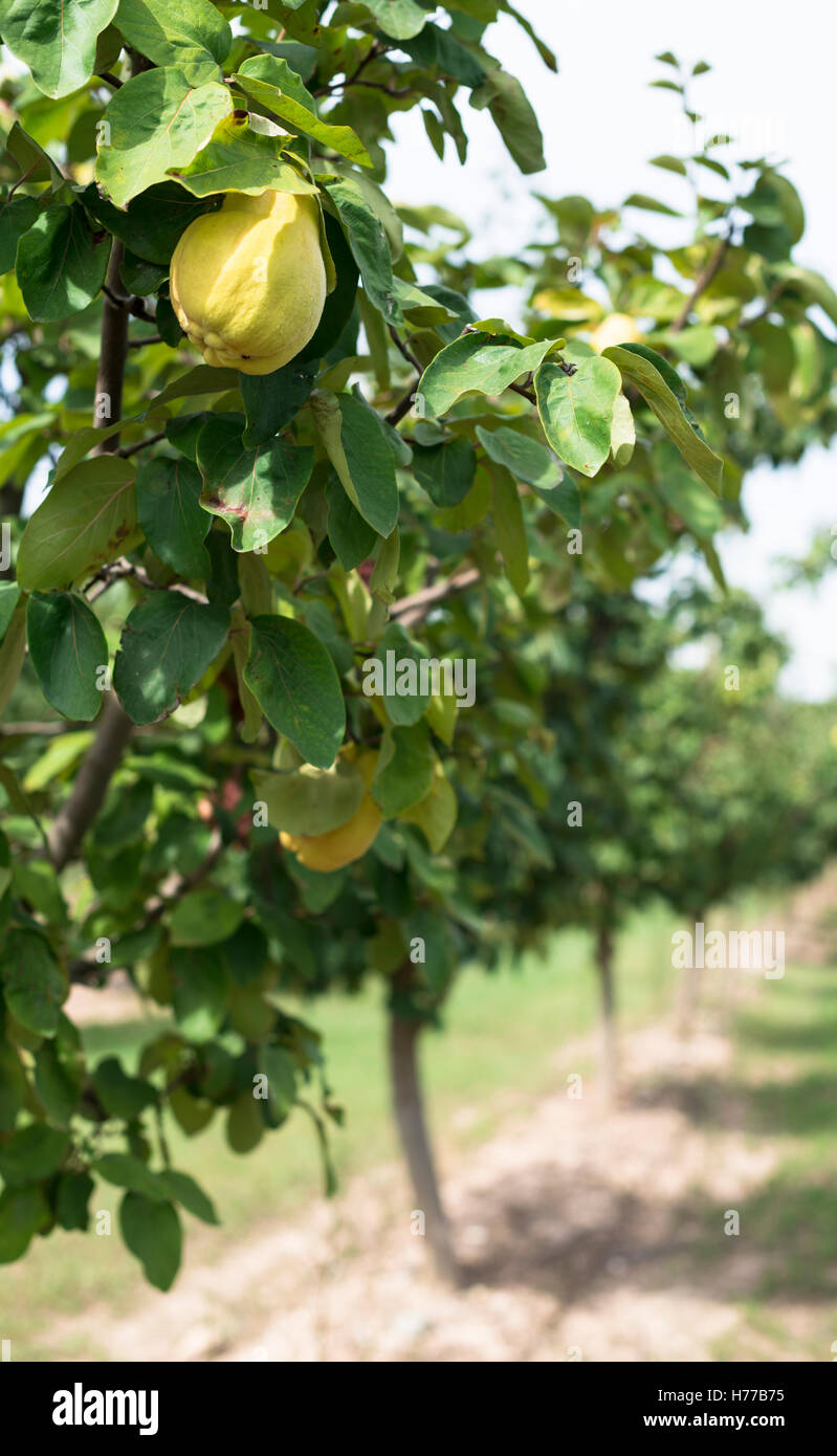 Quince growing in an orchard Stock Photo