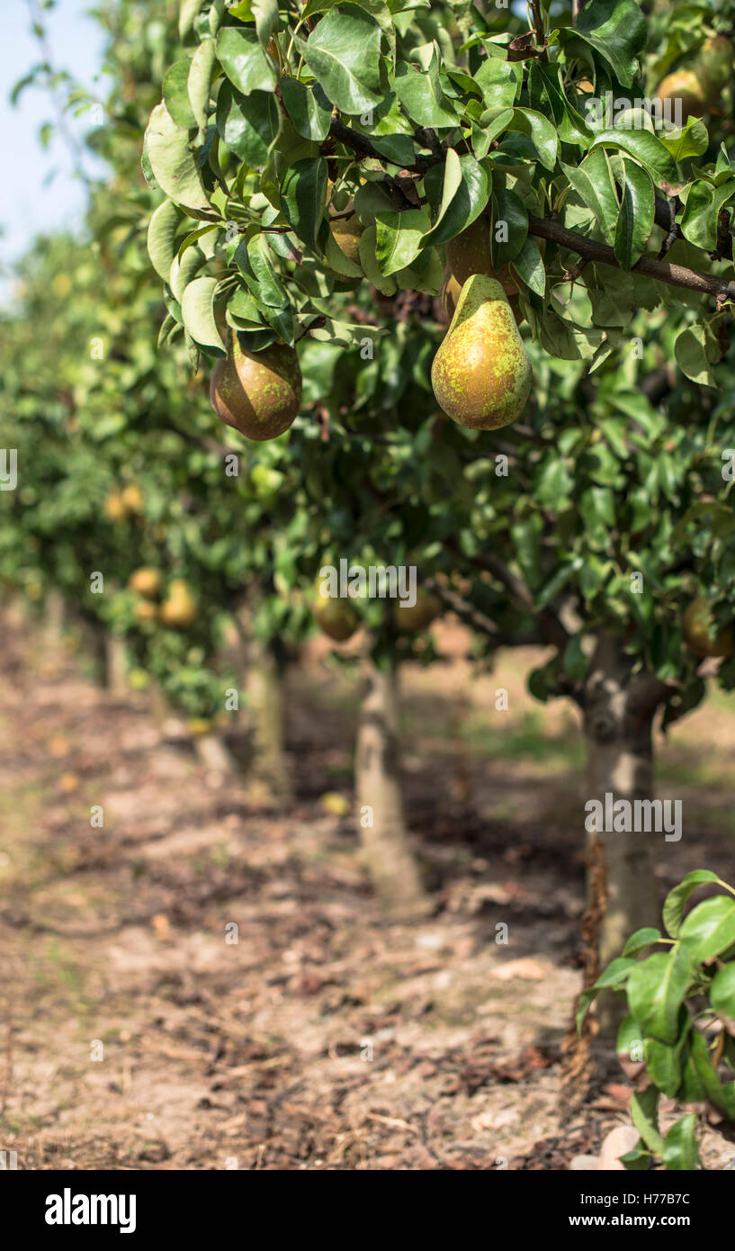Pears growing in orchard Stock Photo