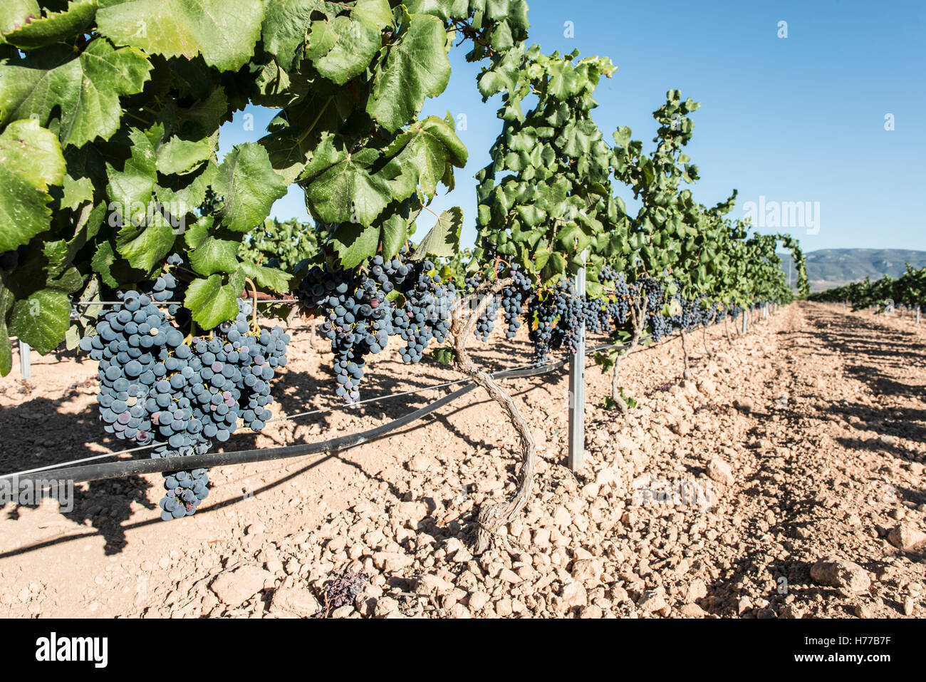 Vines in a vineyard Stock Photo