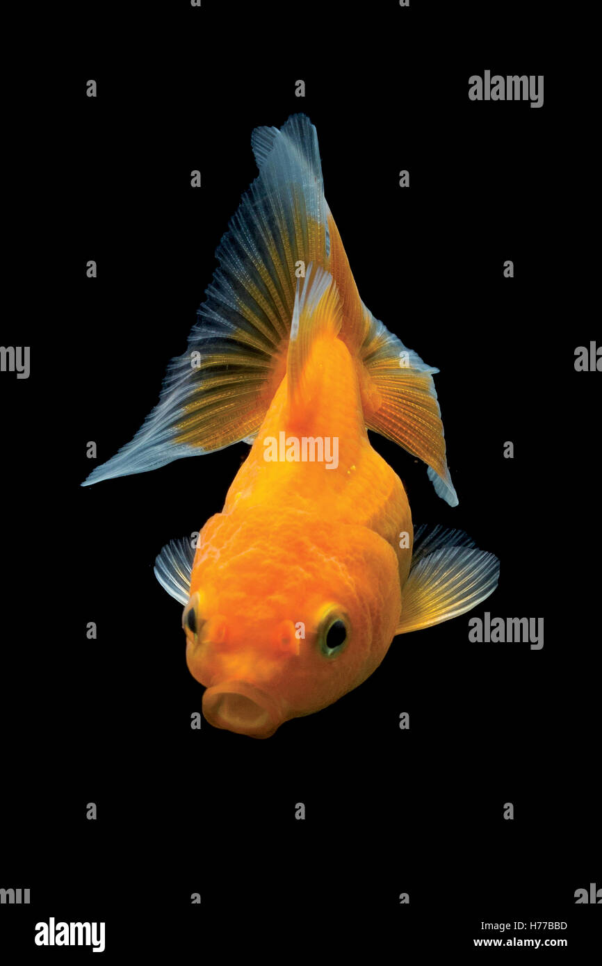 Portrait of a goldfish swimming Stock Photo