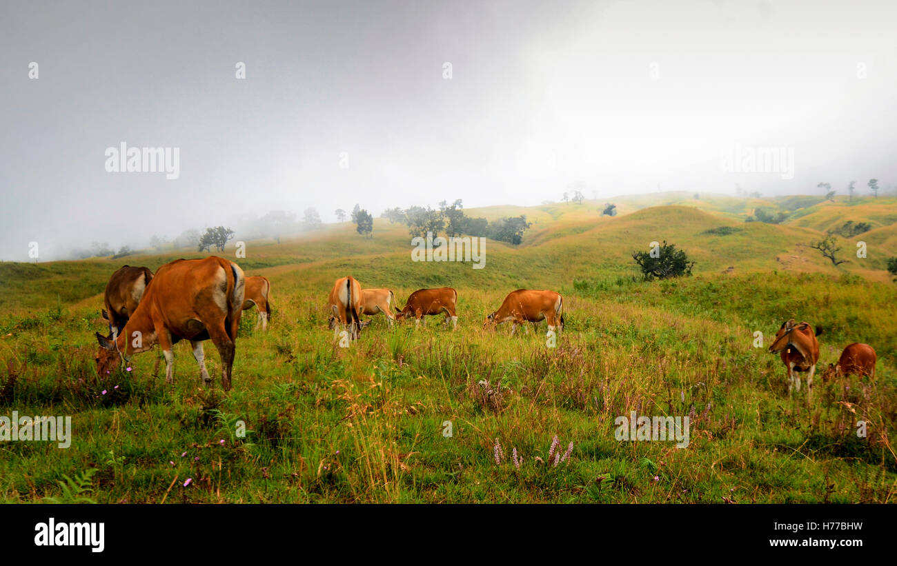 Cows grazing, Rinjani, Indonesia Stock Photo