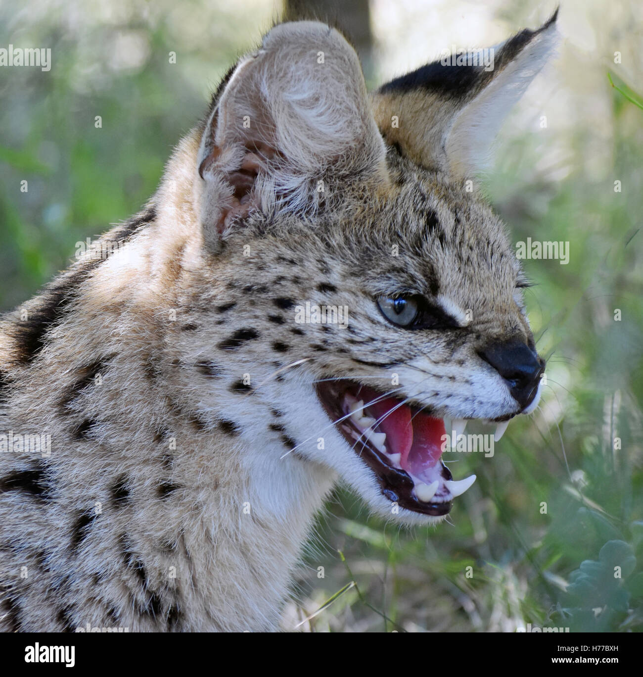 African Wild Cat growling, Limpopo, South Africa Stock Photo