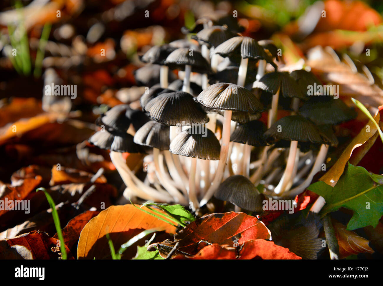 Black and white fungi Stock Photo